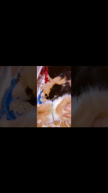 #persiancats #cats #funnycats #shorts #youtubeshorts #cutecat #persiancatszone #black #cat