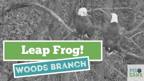 Hays Eagles Dad plays leap frog on the woods limb 2022 01 02 1717