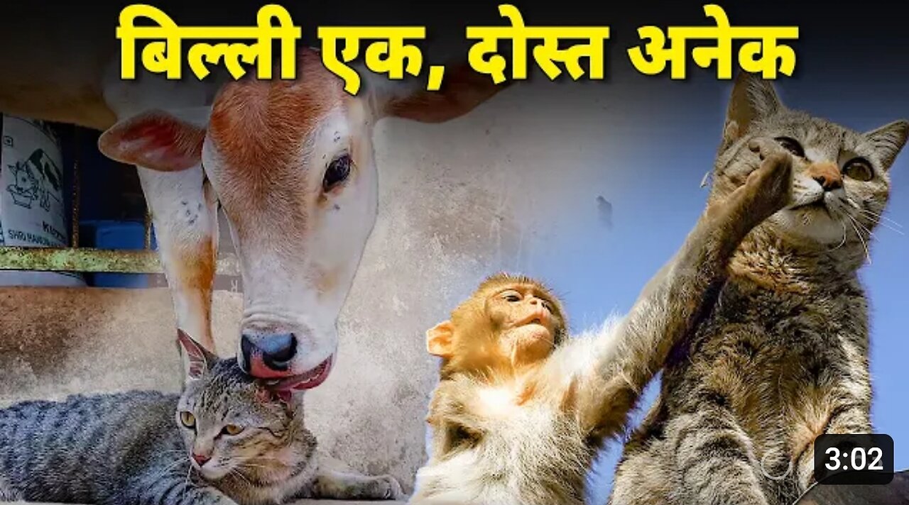 Ajeeb friends wali cat ki story | A cat friends with monkey, cow, sheep and dog | Funny Animals