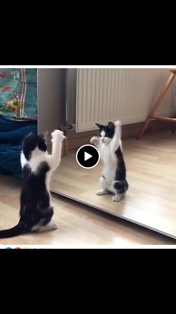 This kitten has the cutest reaction to seeing a mirror for the first time 🐈‍⬛😸