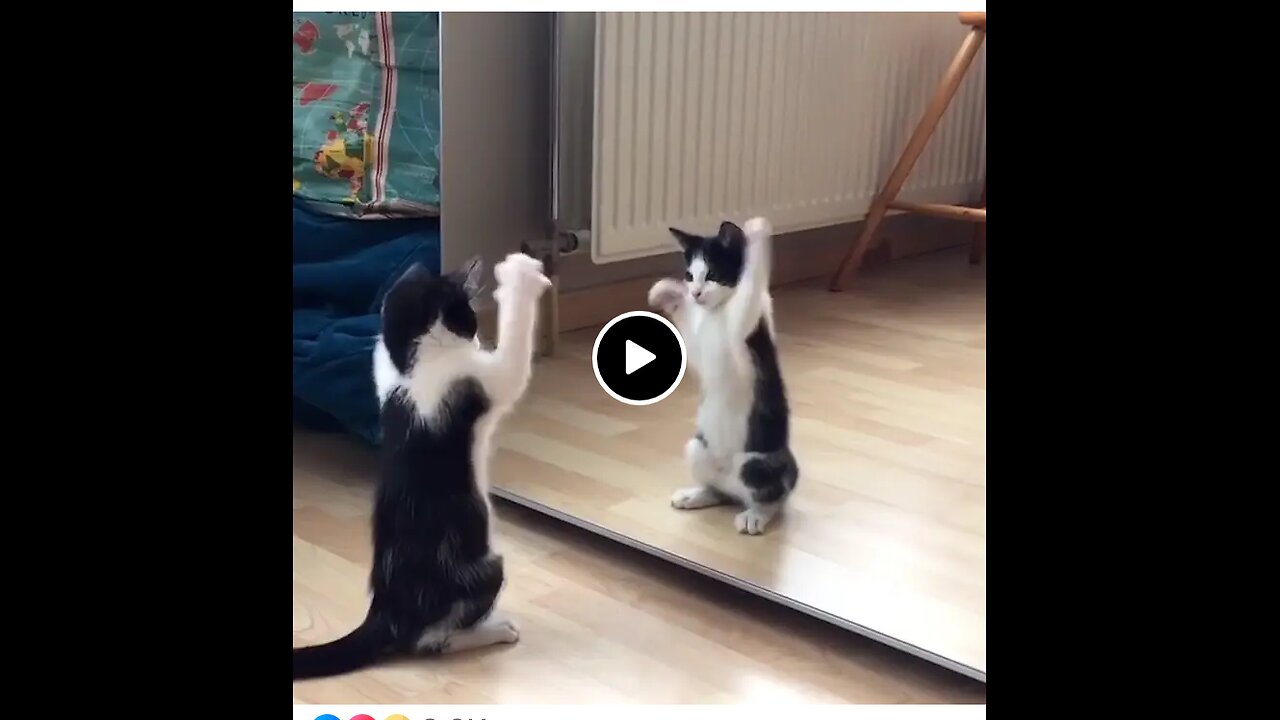 This kitten has the cutest reaction to seeing a mirror for the first time 🐈⬛😸
