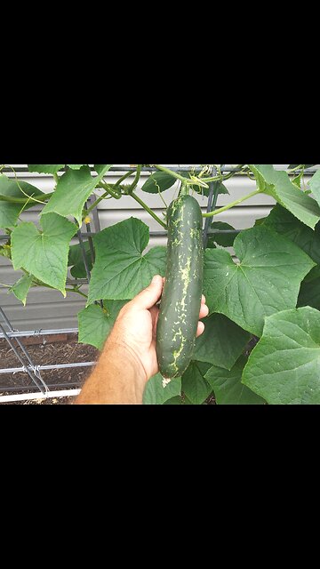 Cucumber Beetles Have Arrived