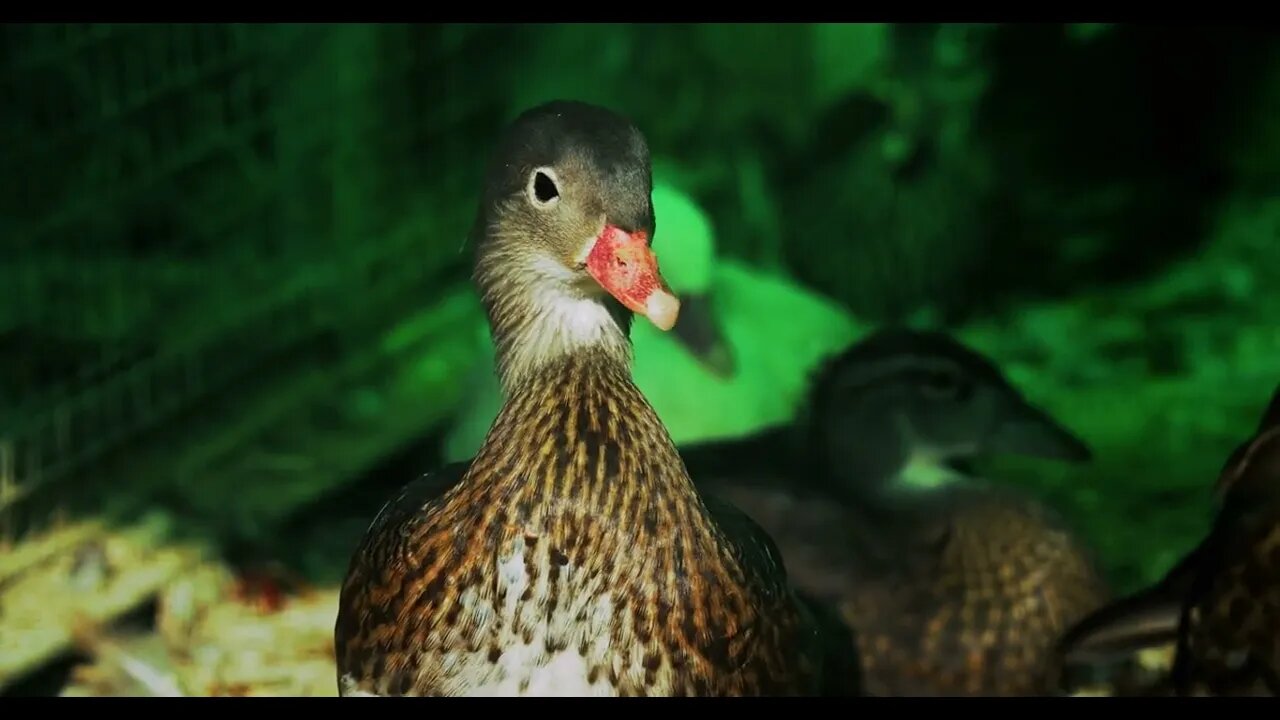 The duck behind the net at the zoo looks at the camera