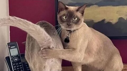 Funniest cat and dog vide🐈best funny animals videos🐱
