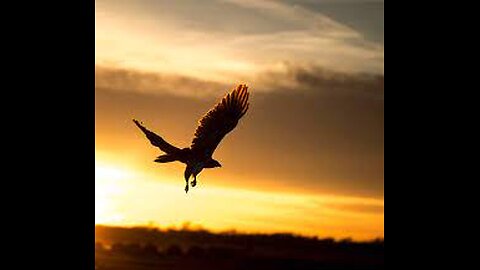 Hawk at Sunset