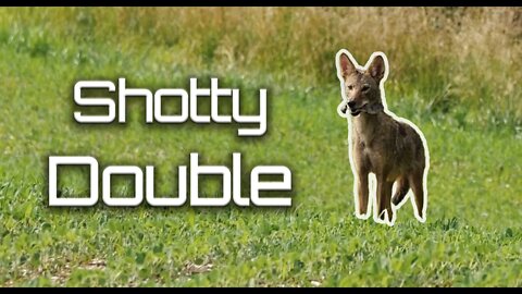 Shotty Double Coyote Face Shots