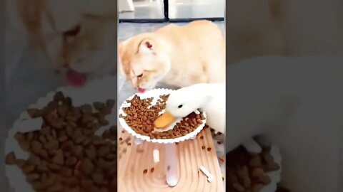 Cat And Duck Eating food #shorts #funny #viral #cat