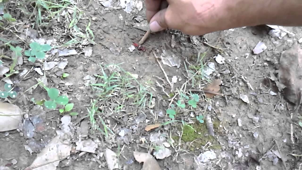 How to kill a COW ant.