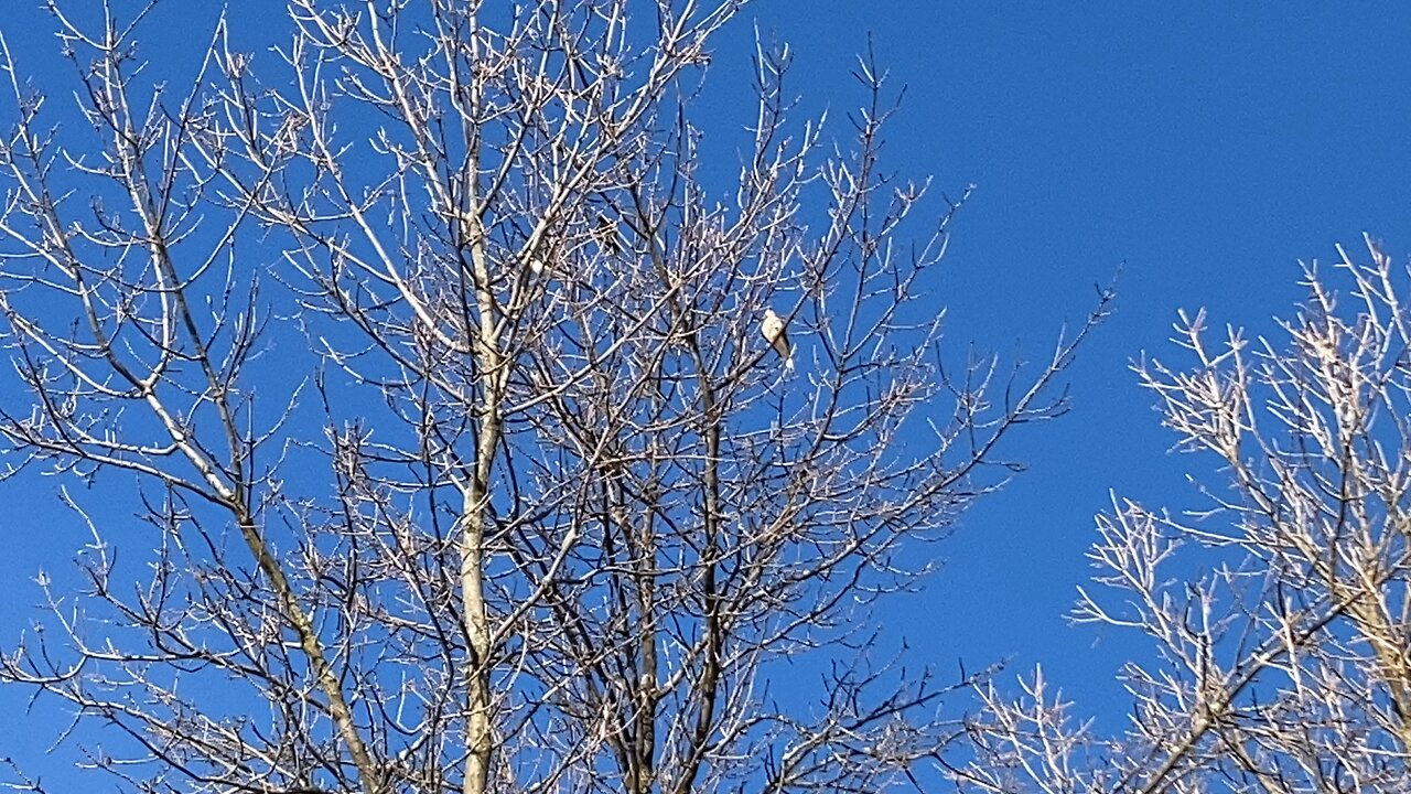 Everyone is singing except for these two doves.