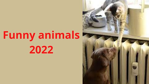 Funny animals 2022