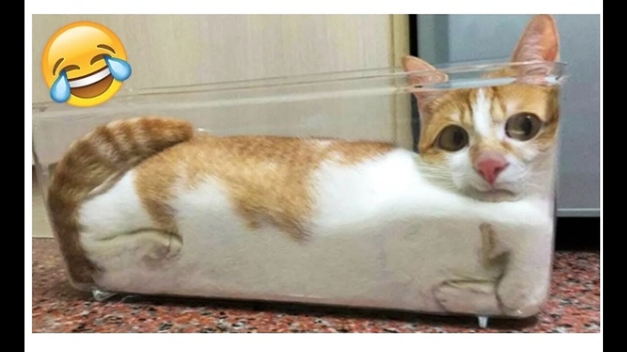 Funniest Cats and Dogs Videos πΆπ± | Funny Animal # part 10