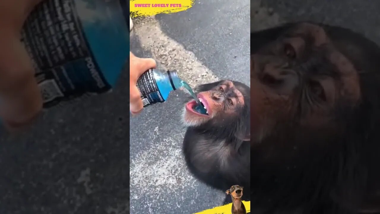 😍 Cute 🐵 Monkey drinking Energy Drink #Shorts