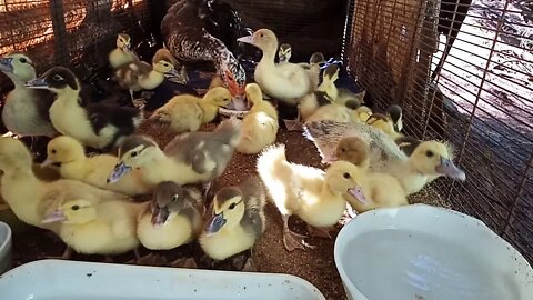 Muscovy Ducklings and their mother ( Video 1 ) 22nd February 2021