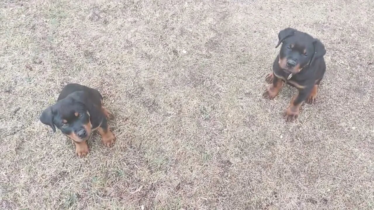 Rottweilers - Lil' Eddie & Faye O.k. Dad, Sitting Is Getting Old - Teach Us More! Vet Visit Tomorrow