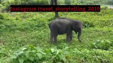 Elephant in Palakkad District Kerala Tourism