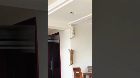 Cats climbing wall