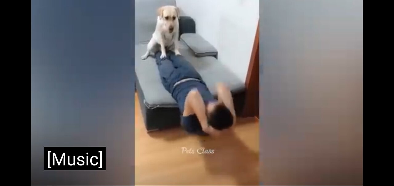 Funny pets || Comedy videos || cute cats || adorable animals || lovely dogs