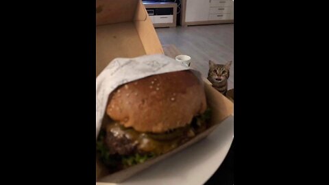 When gets his favor meal😺🍗
