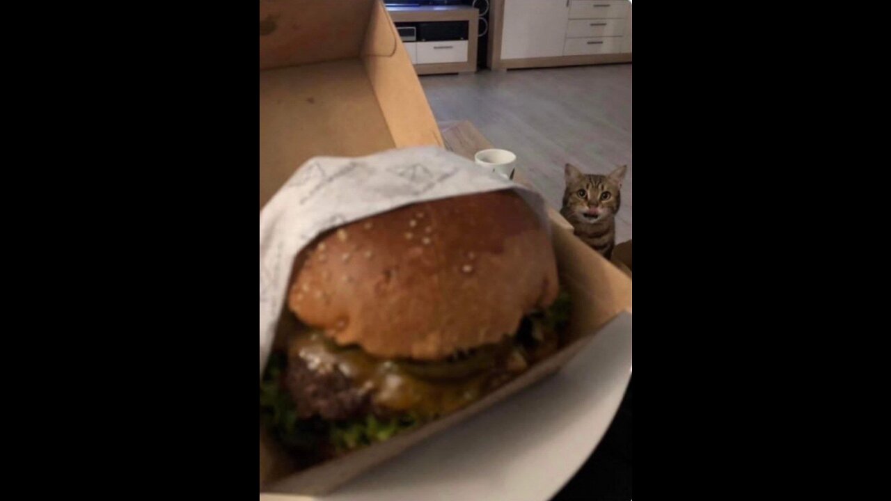 When gets his favor meal😺🍗