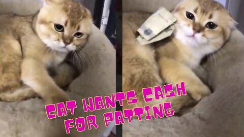 Cat want to be paid for patting👏👏