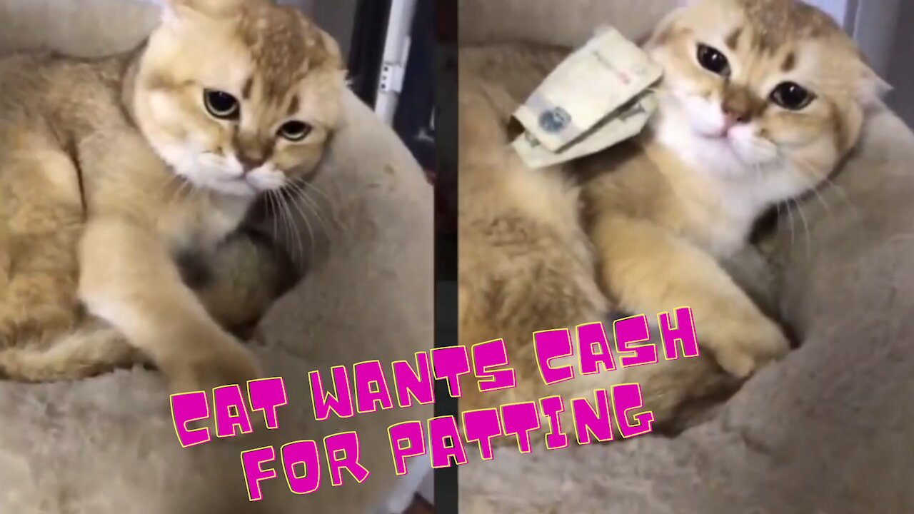 Cat want to be paid for patting👏👏