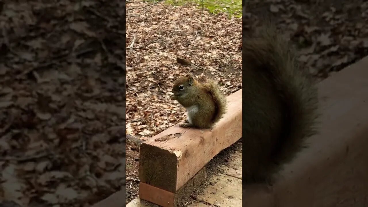 Squirrels are so cute