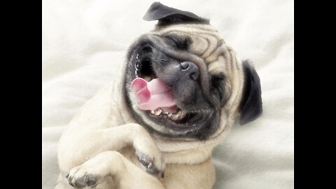 Funny animals 🤣🤣🤣