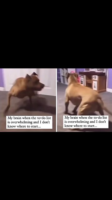 High-energy Pup Has The Funniest Case Of Zoomies