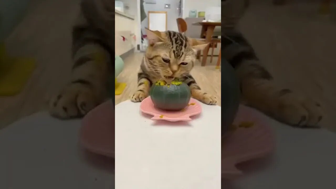 Cat Enjoys Pumpkin
