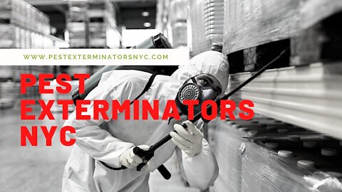 Pest Exterminators NYC