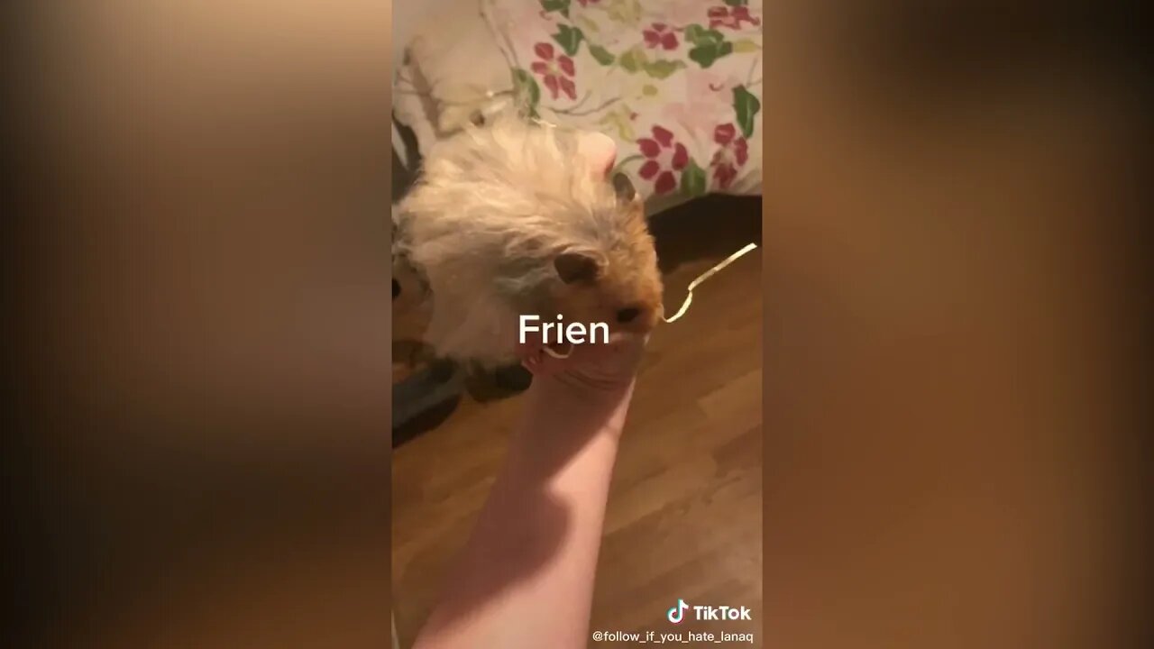 You are my friend now (FRIEN) TIKTOK trend