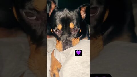 Rottweiler 🐶 #asmr