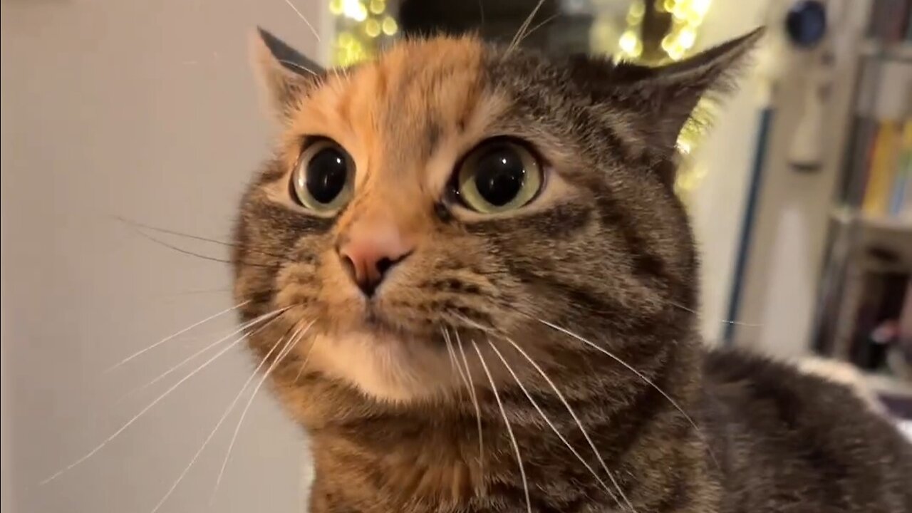 Funny video 😂Purrfectly Adorable: Meet My Cute Cat!"