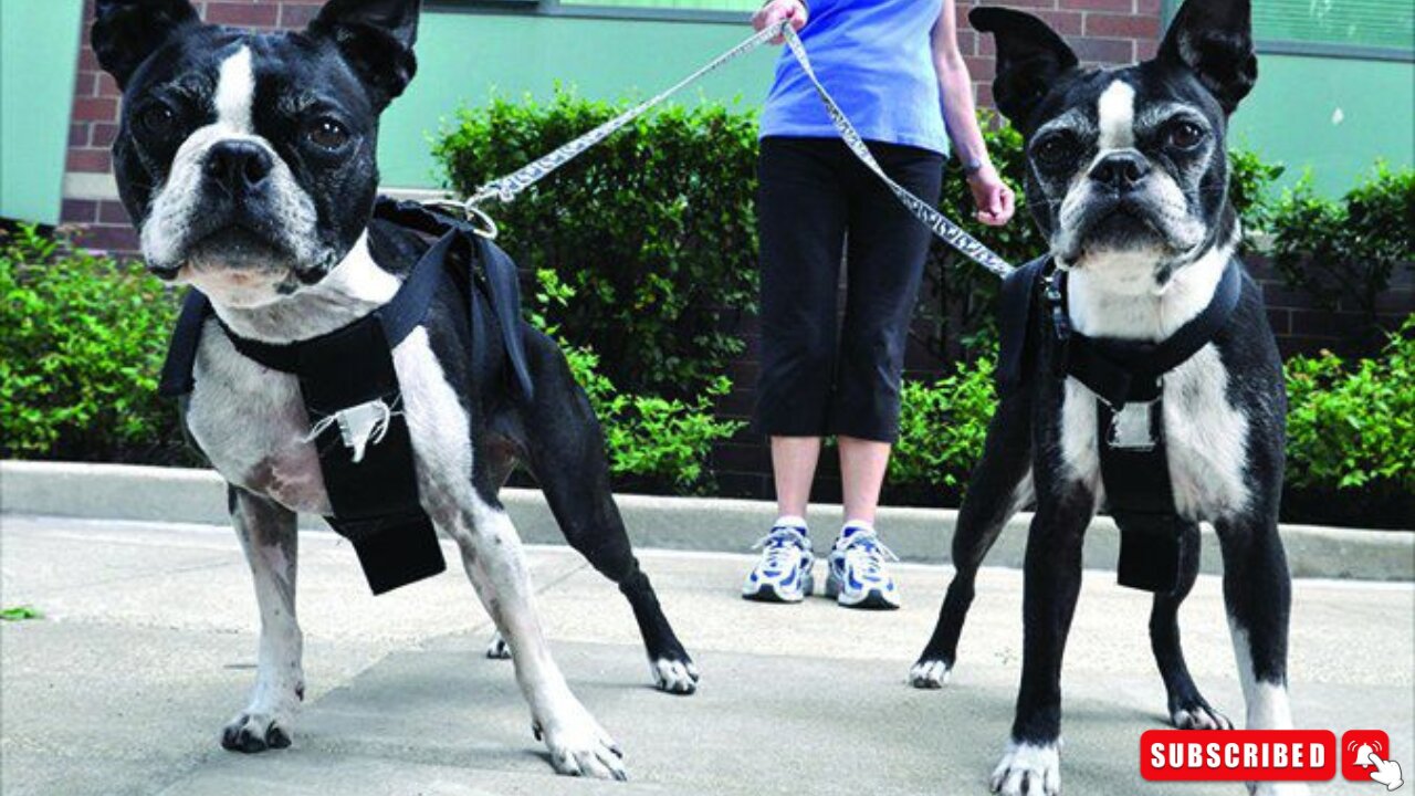 Training two puppies at a time is a dog training challenge for anyone