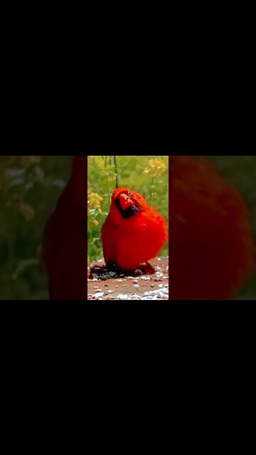 I’m the Bird! Watch Me Grow 🙌