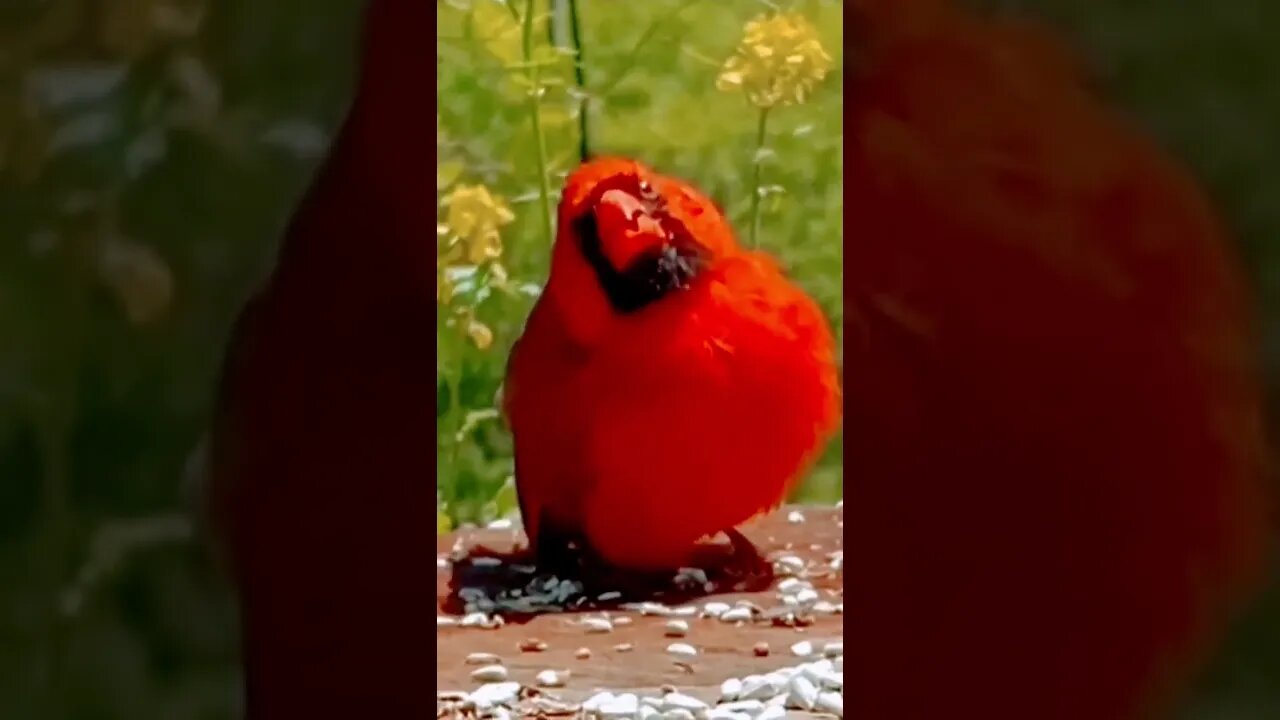 Iām the Bird! Watch Me Grow š