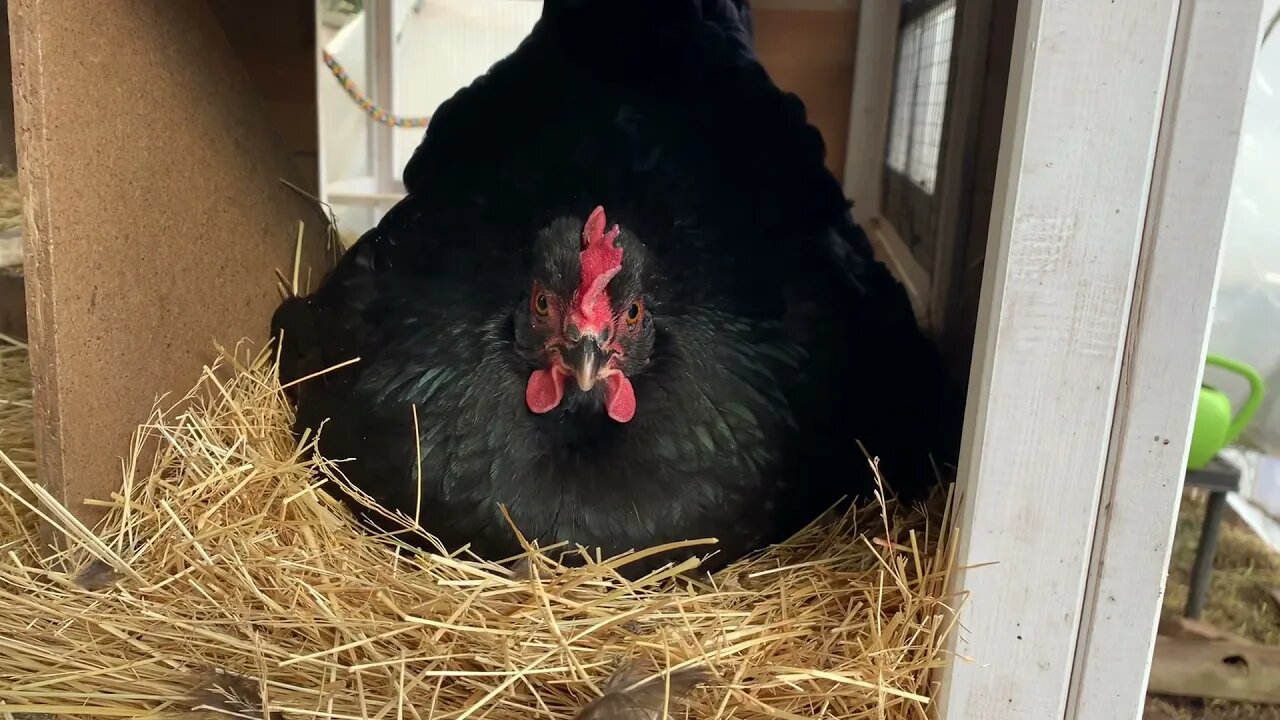 She thinks she is going to hatch a wood egg