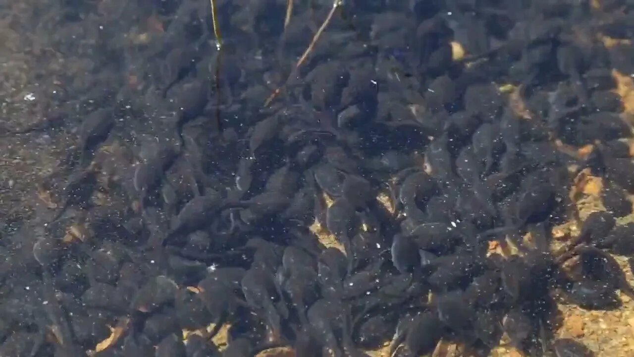 Tadpole pollywogs on the shore of a beautiful lake4