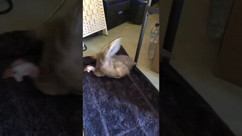 Disabled guinea fowl does zoomie