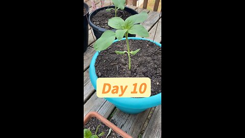Plant growth daily update day 10