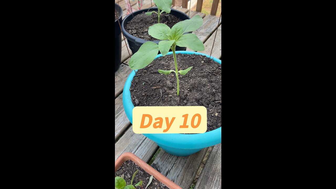 Plant growth daily update day 10
