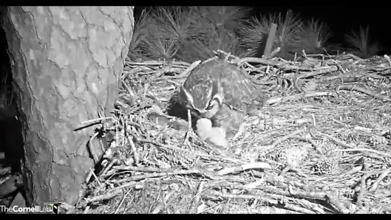 Mom Brings In a Rat For The Pantry 🦉 2/24/22 22:45