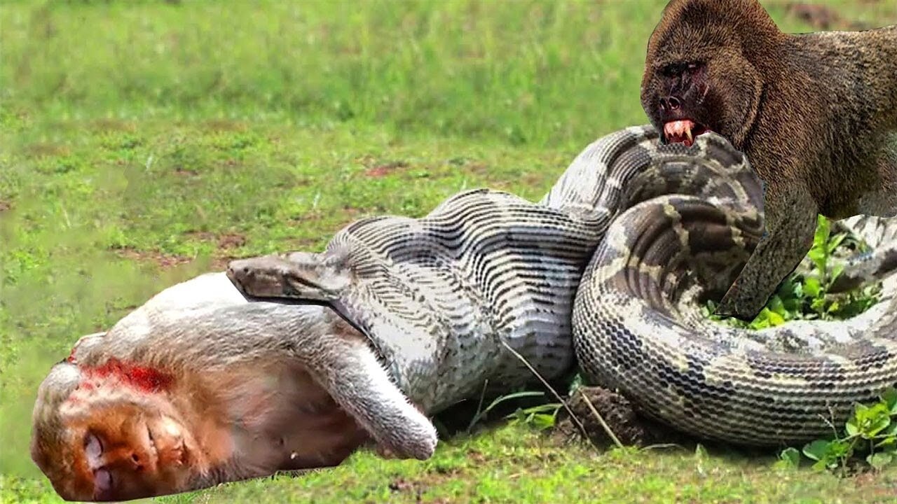 Pity Scene! Angry Monkeys Fight Madly To Save Teammates From The Giant Python Mouth But No Success