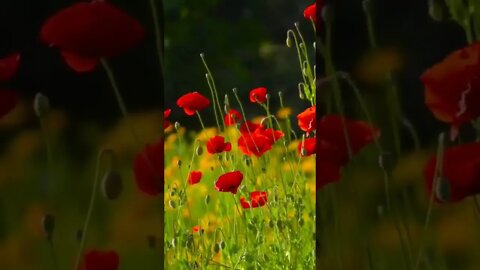 Música Oriental para dormir
