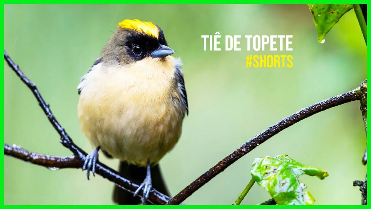 O Canto do TIÊ DE TOPETE [Trichothraupis Melanops] #shorts