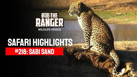 Safari Highlights #218: 11 - 14 July 2013 | Sabi Sand Nature Reserve | Latest Wildlife Sightings