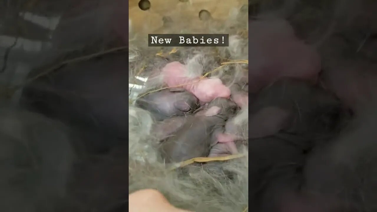 #bunnies #babybunny #babies #babyanimals #farmanimals #homesteadlife #farmlife #cuteanimals #farm
