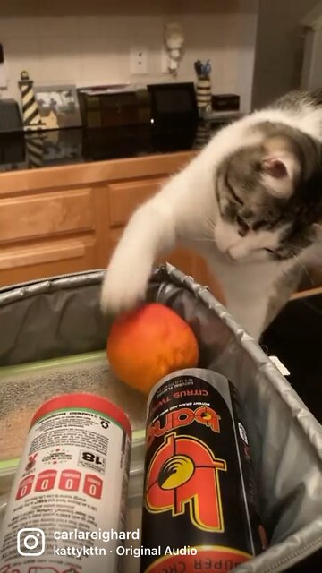 Kylo the Cat (toddler) - I Get into Everything