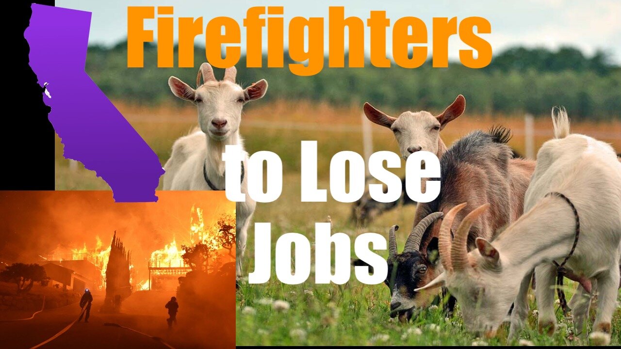 Firefighting Goats to Lose Jobs as California Labor Laws Crush Them