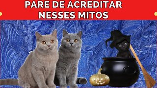 16 mitos sobre gatos que vc deve parar de acreditar - links na descrição